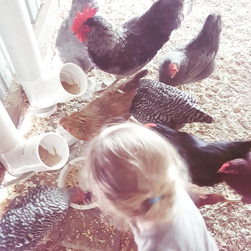 The Birch and Oak Update Why You Need Tallow in Your Life