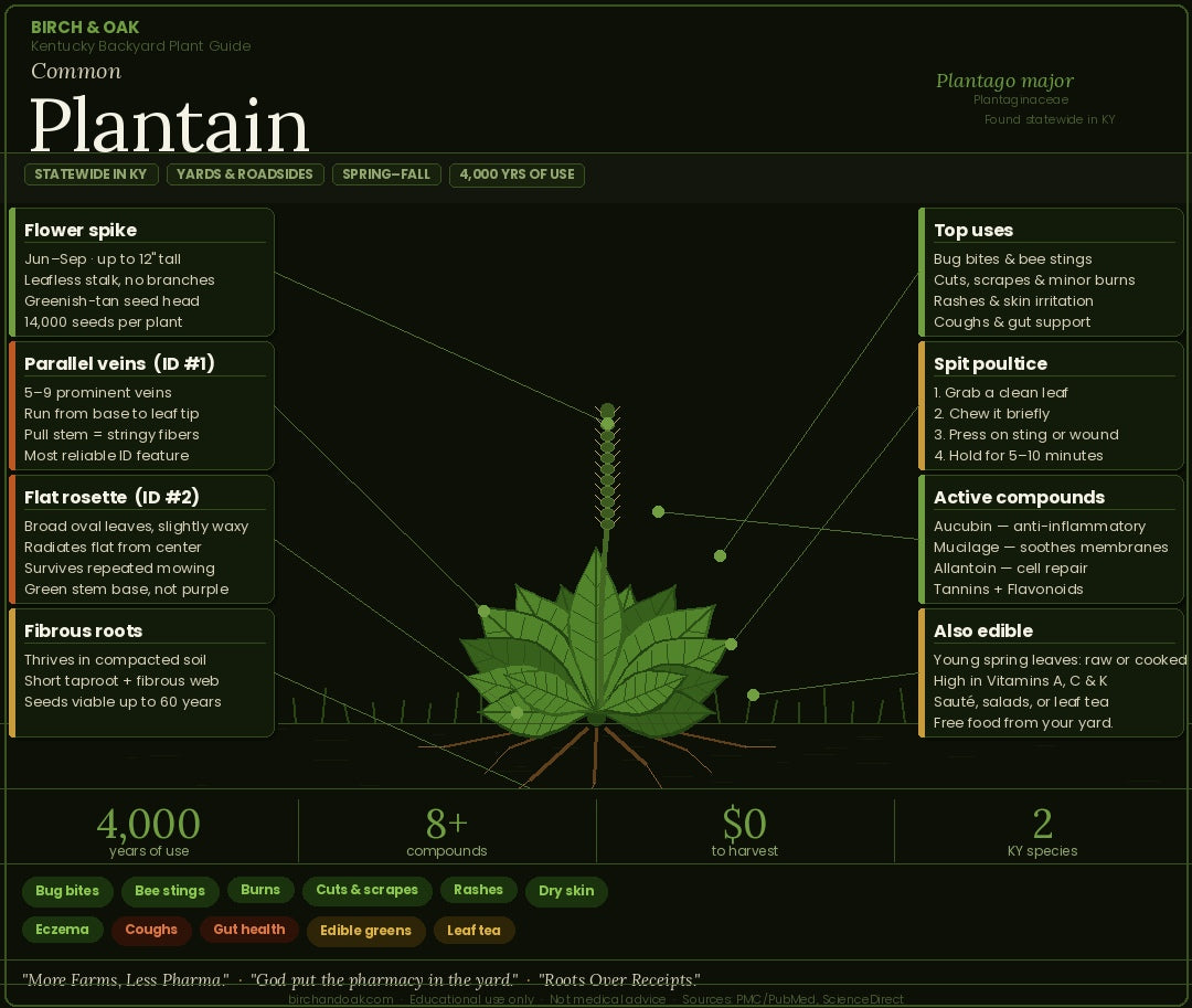 Plantain: The Weed You've Been Pulling Up Is Actually a First Aid Kit